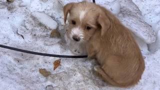 Stray puppy was abandoned in the snow to die, shivering all over with a pitiful look in its eyes