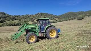 Segando la avena ecológica para henificar