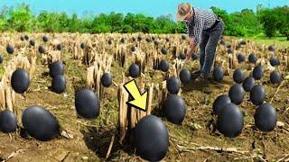Фермер находит черные яйца, но когда они вылупляются, он начинает плакать