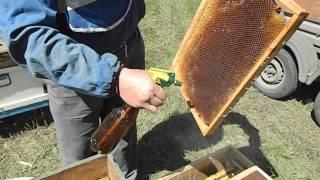 ПЕРЕСАДКА ПЧЕЛО ПАКЕТА В УЛЕЙ
