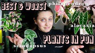 BEST houseplants in semi-hydro? 🪴 ...and the WORST