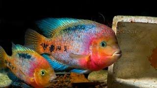 Fish room  With synspilum cichlids