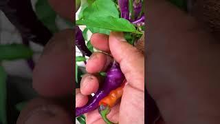 Harvesting from our backyard garden to make dinner tonight