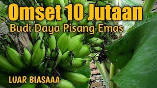 Omset 10jutaan sekali panen, budi daya tanaman pisang emas, hasilnya luar biasa