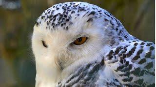 Snowy Owl Sound | Snowy Owl Sound Effect | Owl Noises | Nature Sounds | No Music