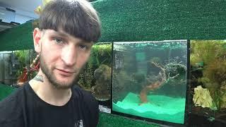 Как запустить аквариум с рыбками за 1 день / бактерии Tetra / эксперимент / AquaVID