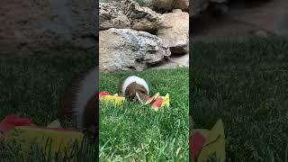 Watermelon queen #guineapig #eating #animal #cute