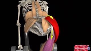 Gluteus Maximus Muscle