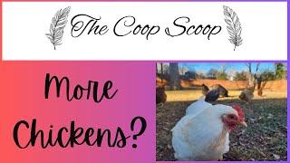 Why I'm Saying No to More Chickens for My Flock