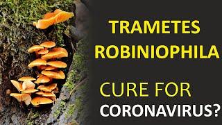 Clinical trial: MUSHROOMS expert guide Trametes Rabiniophila on COVID-19