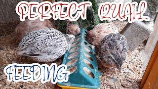 What do Quail Eat: The Ultimate Guide to Feeding Quails for Maximum Health and Productivity