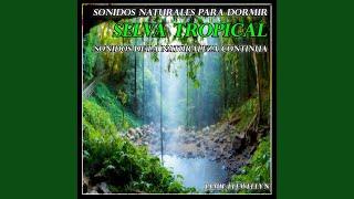 Sonidos Naturales para Dormir: Selva Tropical