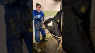 Dehorning technology The horn grew into the skin #cows #farm #veterinary