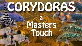 Revisiting a Canadian Master Corydoras Breeder