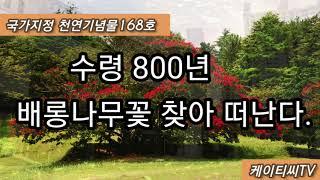 수령800년 배롱나무꽃을 찾아 떠난다.