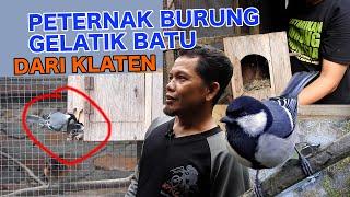 BURUNG GELATIK BATU GOKIL, BERSARANG DENGAN SANTAI DIKANDANG MURAI, URAT TAKUTNYA SUDAH PUTUS !!