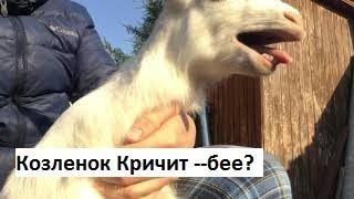 #is0dik Как орет козленок // деревня тв
