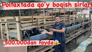 130ta sovluq boqib millionlar topish sirlari,poltaxtada qo’y boqish