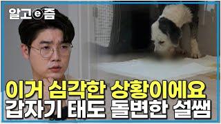 "칼을 들고 나를 쫓아 오면서 기다리라고 하고 있어요" 욕구 불만과 애정결핍의 상태입니다. 이거 심각한 상황입니다｜세상에 나쁜 개는 없다｜알고e즘