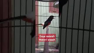 MURAI GACOR #bird #birdlovers #kicau #burung #fy #fypage #fypシ゚viral #fyp #murai