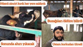 Kızgın boğa saldırdı !!/ Buzağılar ölümden döndü/Deli tosun hüsnü