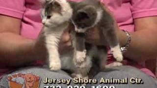 Homeless Tails - NJN Public Television & Radio