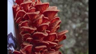 Pink oyster (Pleurotus djamor) Mushroom Timelapse