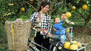 single mom - Harvesting grapefruit to sell at the market, Building a new farm - Ly Thi NgoanTV