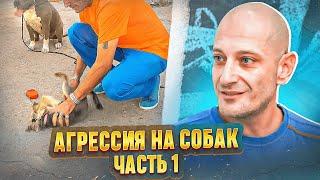Агрессия на собак (Йорк терьер Жози.Часть 1)