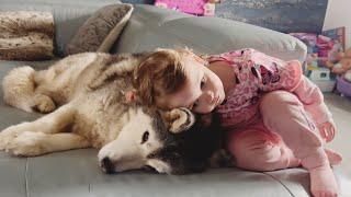 Baby LOVES Her Husky SO MUCH!.