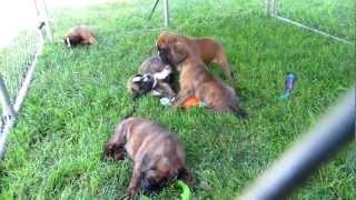 German Boxer Puppies' Playtime!