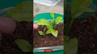 How To Grow Fruits At Home#fruit #kinnu