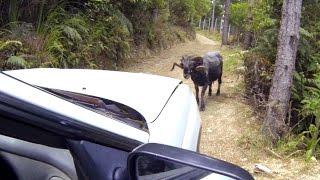 Angry Ram attacks a car