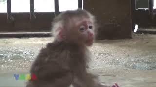 Poor Baby Monkey   Best Of