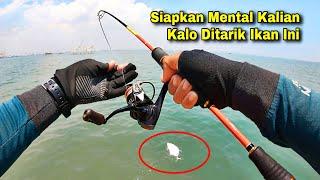 ALHAMDULILLAH‼️ Ini Dia Ikan Favorit Para Pemancing Air Asin, Tarikan Sungguh Super Kuat