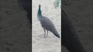 Peahen's Cough Sounds I #peahen #peacock #peacockvillage #naturewonders