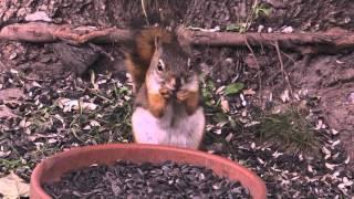 Ginger the Red Squirrel