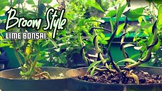 Broom Style Lime Bonsai #bonsai #plants #bonsaitree
