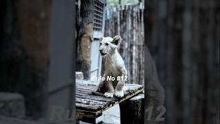 Rule #12: Learn to Say NO – Protect Your Peace #motivation #shorts #peace