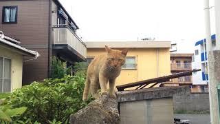 Reddish cat appeared under the sun for the first time in three days.三日ぶりの昼散歩