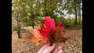 Fall Colours