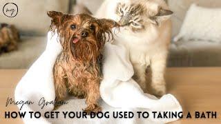 How To Get Your Dog Used To Taking A Bath | Yorkie 101