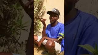 king hafeez yasha wiwi ya manta a inda take#viral #tirinding