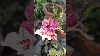 addendums #ytshorts #blooming #flowers #floral #viralshorts #aesthetic #cottagecore #trending