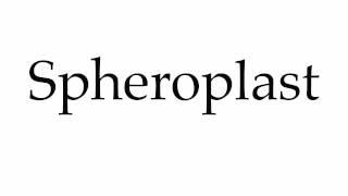 How to Pronounce Spheroplast