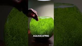 The price of my aquascape