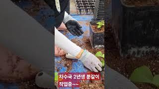 토종 국산 차수국 2년생 분갈이중~ #garden #plants #farming #행복한나무농장 010-4571-6389