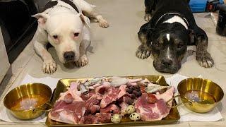 O&n The Pit Bulls eat RAW FOOD หมากินดิบ [ASMR]MUKBANG[咀嚼音] อาหารสุนัขที่ดีที่สุด EP.081 of 2024