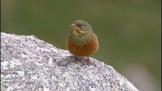 Ortolan Bunting and its Song