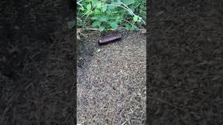 Ants vs summer sausage #dog #edc #trails #hiking #sausage